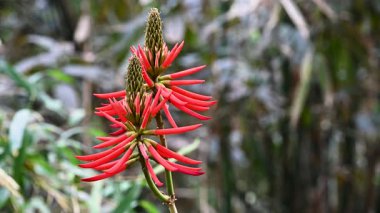 Canlı kırmızı Erythrina çiçekleri Tayvan 'ın Nantou ilçesindeki Yuchi Kasabası' nın yemyeşil dağlarında güzel bir şekilde çiçek açar. Sakin bir bahar öğleden sonrası nefes kesici manzarayı güzelleştirir..