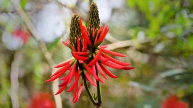 Canlı kırmızı Erythrina çiçekleri Tayvan 'ın Nantou ilçesindeki Yuchi Kasabası' nın yemyeşil dağlarında güzel bir şekilde çiçek açar. Sakin bir bahar öğleden sonrası nefes kesici manzarayı güzelleştirir..