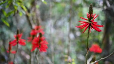 Yuchi, Nantou, Tayvan dağlarında açan kırmızı mercan ağacı. Canlı çiçeklerle dolu bahar öğleden sonra manzarası.
