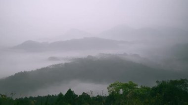 Tayvan 'ın Yuchi kasabasında sakin bir dağ ormanı. Huzurlu bir bahar öğleden sonrasında sisin ağaçların arasında sürüklendiği yer..