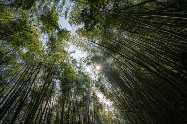 Alishan, Tayvan 'da bir bahar öğleden sonrasında bir bambu ormanının huzurlu güzelliğini yakalar. Güneş ışığı uzun bambu saplarının arasından süzülerek huzurlu ve huzurlu bir atmosfer yaratır..