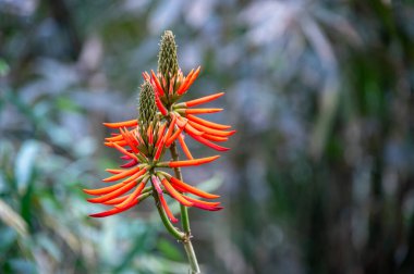 Canlı kırmızı Erythrina çiçekleri Tayvan 'ın Nantou ilçesindeki Yuchi Kasabası' nın yemyeşil dağlarında güzel bir şekilde çiçek açar. Sakin bir bahar öğleden sonrası nefes kesici manzarayı güzelleştirir..