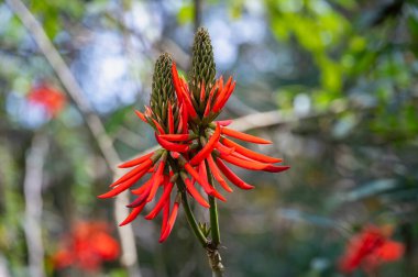 Canlı kırmızı Erythrina çiçekleri Tayvan 'ın Nantou ilçesindeki Yuchi Kasabası' nın yemyeşil dağlarında güzel bir şekilde çiçek açar. Sakin bir bahar öğleden sonrası nefes kesici manzarayı güzelleştirir..