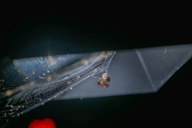 Bir örümceğin alacakaranlık avının büyüleyici yakın çekimi, doğanın yırtıcı ve av dansını gözler önüne seriyor..