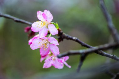 Tayvan, Yuchi 'nin sakin dağında bahar cazibesini gösterir kiraz çiçekleri sabah güneşinin tadını çıkarır, meltemde usulca dans eder..