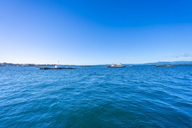 Zarif bir martı, İspanya 'nın Baiona Körfezi' ndeki sakin suların ve midye yetiştirme platformlarının üzerinde süzülüyor..