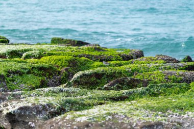 Laomei, Tayvan - Bir Doğulu Plover bahar boyunca kıyı şeridi boyunca canlı yeşil yosun kaplı resif üzerinde duruyor. Okyanusa karşı çarpıcı bir doğal karşıtlık.