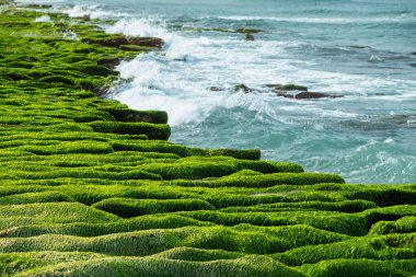 Yeşil yosunlar, Shimen 'de ilkbaharda kıyı resiflerini örterek canlı bir manzara yaratırlar. Okyanus dalgaları canlı kayalık kıyılarda yuvarlanırken. Laomei, Tayvan.