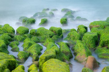 Yeşil yosunlar bahar aylarında Laomei Green Resifi 'ndeki kıyı kayalarını kaplayarak yumuşak gün ışığında mavi okyanusla çarpıcı bir kontrast oluşturuyor. Laomei, Tayvan.