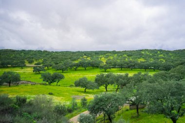 Endülüs kırsalında bulutlu bir bahar gökyüzünün altında sayısız meşe ağacı bulunan yemyeşil otlakların geniş manzarası, İspanya.