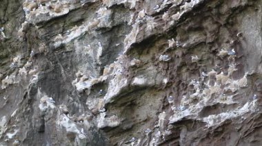 İzlanda, Westman Adaları 'nın engebeli ve yıpranmış yamaçlarında yuva yapan sayısız martı doğal yaşam alanlarını ve üreme alanlarını sergiliyor..