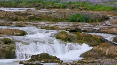 Batı İzlanda 'daki Grundarfoss şelalesindeki sarı ve kırmızımsı kahverengi kayaların üzerinden çağlayan beyaz sular, yaz boyunca arka planda canlı lupin çiçekleri bulunur..