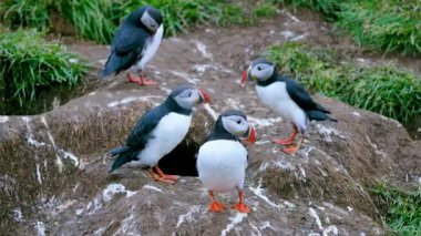İzlanda 'da iki martı komik bir tartışmaya giriştiler. Kayalık bir yamaçta birbirlerine bağırıyorlardı. Sonunda biri yenilgiyle geri çekiliyordu..