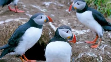 İzlanda 'da yaz mevsiminde açık gagalarla kavga eden iki martı gözlemleyin. Yenilen kişi canlı bir sahnede geri çekiliyor..