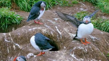 Yaz boyunca İzlanda 'daki yuvalarında huzur içinde dinlenen birkaç martı görürsünüz, engebeli bir sahil zeminine karşı kurulurlar..