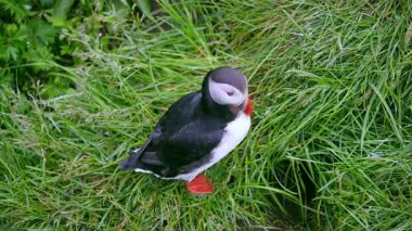 İzlanda 'daki iki sevimli martı yaz boyunca çimenli yuvalarının yanında durur, başlarını sallar ve bazen seslerini çıkarırlar, doğal davranışlarının hoş bir göstergesidir..
