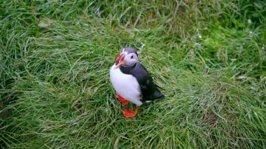 Yaz boyunca İzlanda 'da yeşil çayırlara seslenen neşeli bir martı görüyorsunuz, manzaralı bir arka planda..