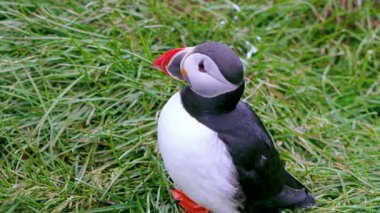 Yaz boyunca İzlanda 'da yeşil çayırlara seslenen neşeli bir martı görüyorsunuz, manzaralı bir arka planda..
