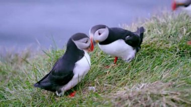 İzlanda 'da iki martı, çimenli bir yamaçta başlarını ve gagalarını hızla sallayarak yaz boyunca ya eğlenceli bir etkileşim ya da küçük bir tartışma gibi görünen bir şeyle meşgul olurlar..