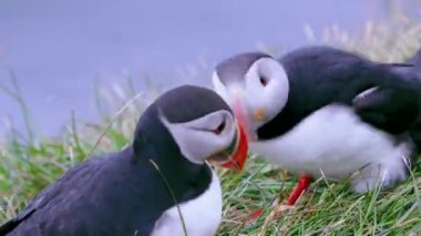 İzlanda 'da bir yaz yamacında iki martı hızla kafa sallıyor ve gagalarıyla birbirlerini gagalıyorlar, muhtemelen kavga ediyor ya da oynuyorlar..