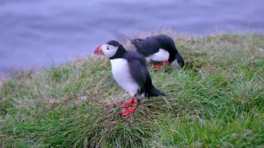Yaz boyunca İzlanda 'da yemyeşil bir yamaçta dinlenen iki sevimli martı görülüyor. Bir tanesi boş boş kanat çırparak doğal davranışlarını doğal ortamlarında sergiliyor..