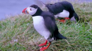 İzlanda 'da bir yaz yamacında dinlenen iki martı izleyin. Biri, huzurlu bir çimenlikte tembel tembel kanat çırpıyor..