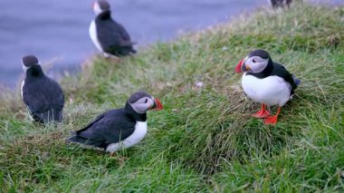 Yaz boyunca İzlanda 'da yemyeşil çimenli bir yamaçta birkaç martı dinlenirken, bir tanesi yuvasına gizlice bakıyor ve doğal yaşam davranışları sergiliyor..
