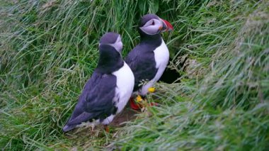 Yaz boyunca İzlanda 'da çimenli bir yamaçta yuvalarının yanında iki martı duruyor. Bir kuş doğal davranışlarını sergiliyor..