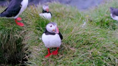 Yeşil çimenler ve kıyı manzarasıyla çevrili İzlanda yaz yamacında dinlenen martıların tadını çıkarın..
