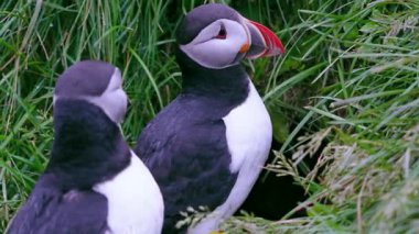 İzlanda 'nın yaz yamacında yuva yapan iki martı izleyin. Biri yemyeşil çimenler ve kıyı manzarası arasında kanatlarını çırpıyor..