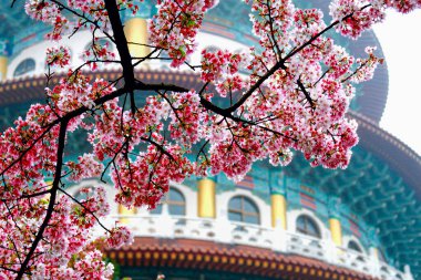 Tamsui, New Taipei 'deki Tianyuan Tapınağı' nın karmaşık geleneksel mimarisi, çiçek açan kiraz çiçekleri ve yemyeşil, sergilenen kültürel miras sergileniyor..