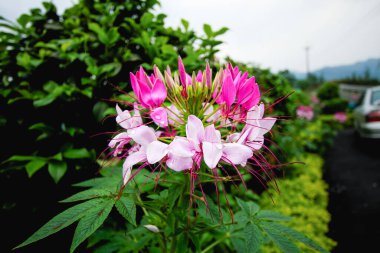 Canlı pembe bir Cleome çiçeği. Arka planda yeşil yapraklar var. Bulutlu bir bahar öğleden sonrasında Tayvan 'ın Shide New Taipei şehrinde yakalandı..