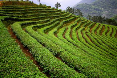 Shide, New Taipei City, Tayvan 'daki Ba Gua Çay Bahçesi' nde bulutlu bir bahar öğleden sonrasında yemyeşil tarımsal manzaranın sergilendiği düzgünce düzenlenmiş yeşil çay teraslarının yakın görüntüsü..