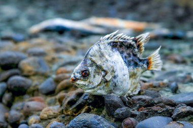 Houlong Longgang, Miaoli, Tayvan 'ın kayalık sahillerinde uzanan küçük, kuru bir balığın dokunaklı görüntüsü, kıyı ekosistemlerinin hassas dengesini sembolize ediyor..