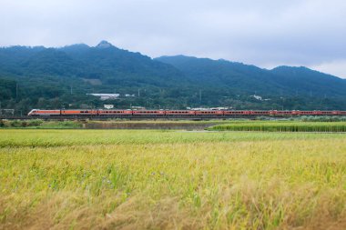 Tayvan Demiryollarının ekspres treni Houlong Longgang, Miaoli, Tayvan 'daki altın pirinç tarlalarını hızla geçerek yeşil dağları geçerek manzaralı bir zemin oluşturur..