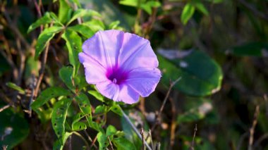 Keelung Tayvan 'daki Waishuangxi Sahili' nde çekilmiş canlı mor bir sabah çiçeği videosu. Çiçek yeşil yapraklara ve kahverengi toprağa karşı duruyor..