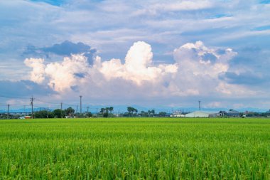 Canlı yeşil pirinç tarlaları Qigu 'da, Tainan City' de, Tayvan 'da, beyaz bulutların zarif bir şekilde yukarı, tuz tarlalarına doğru sürüklendiği bir gökyüzünün altında uzanır..