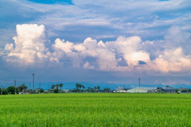 Bu görüntü, Qigu, Tainan, Tayvan 'daki tuz tarlalarının yakınlarındaki tüylü beyaz bulutların yavaşça gökyüzünde hareket ettiği dingin yeşil pirinç tarlalarını yakalar..