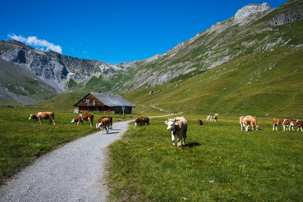 stock image Engstligenalp, Switzerland - July 25, 2022 - View of Engstligenalp from the Engstligengrat hiking trail, Swiss Alps, Switzerland