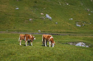 Engstligenalp, İsviçre - 25 Temmuz 2022 - Engstligengrat yürüyüş yolu, İsviçre Alpleri, İsviçre