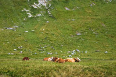 Engstligenalp, İsviçre - 25 Temmuz 2022 - Engstligengrat yürüyüş yolu, İsviçre Alpleri, İsviçre