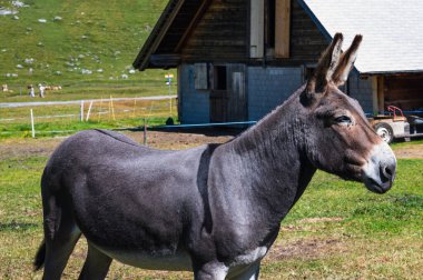 Engstligenalp, İsviçre - 25 Temmuz 2022 - Engstligengrat yürüyüş yolu, İsviçre Alpleri, İsviçre