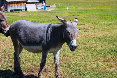 Engstligenalp, İsviçre - 25 Temmuz 2022 - Engstligengrat yürüyüş yolu, İsviçre Alpleri, İsviçre