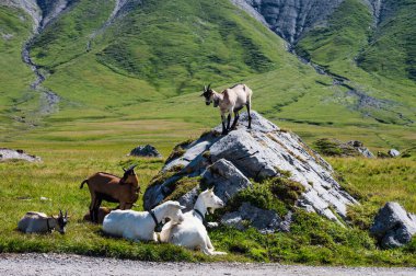 Engstligenalp, İsviçre - 25 Temmuz 2022 - Engstligengrat yürüyüş yolu, İsviçre Alpleri, İsviçre