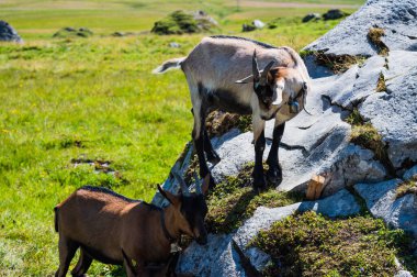 Engstligenalp, İsviçre - 25 Temmuz 2022 - Engstligengrat yürüyüş yolu, İsviçre Alpleri, İsviçre