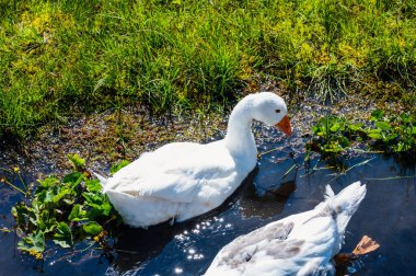 Engstligenalp, İsviçre - 25 Temmuz 2022 - Engstligengrat yürüyüş yolu, İsviçre Alpleri, İsviçre