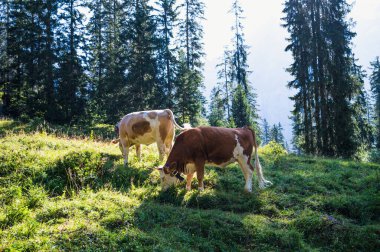 Oeschinensee, İsviçre - 27 Temmuz 2022 - İsviçre Kandersteg kasabasındaki Oeschinensee 'den görüntü.