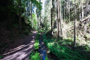 Sakson İsviçre, Almanya - 01 Mayıs 2024 - Sakson İsviçre 'de yürüyüş ve manzara keşfi.