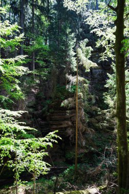 Sakson İsviçre, Almanya - 01 Mayıs 2024 - Sakson İsviçre 'de yürüyüş ve manzara keşfi.