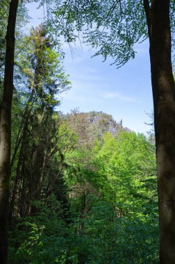 Sakson İsviçre, Almanya - 01 Mayıs 2024 - Sakson İsviçre 'de yürüyüş ve manzara keşfi.